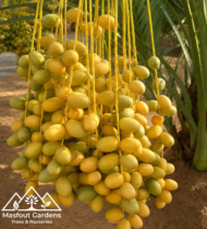 ⁦نبتة المزروعي⁩ - الصورة ⁦7⁩