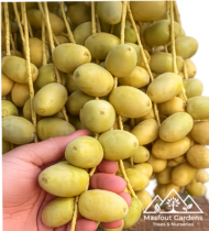 ⁦نبتة المزروعي⁩ - الصورة ⁦10⁩