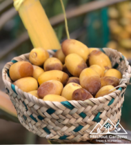 ⁦نبتة المزروعي⁩ - الصورة ⁦13⁩
