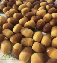 ⁦نبتة المزروعي⁩ - الصورة ⁦8⁩