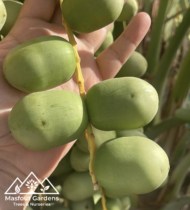 ⁦نبتة المزروعي⁩ - الصورة ⁦3⁩