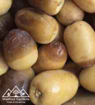 ⁦نبتة المزروعي⁩ - الصورة ⁦11⁩