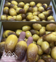 ⁦نبتة المزروعي⁩ - الصورة ⁦9⁩