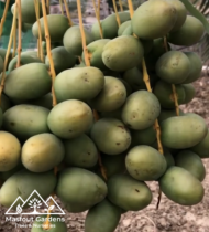 ⁦نبتة المزروعي⁩ - الصورة ⁦16⁩