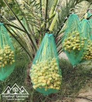 ⁦نبتة المزروعي⁩ - الصورة ⁦5⁩