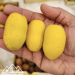 نبتة المزروعي