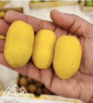 نبتة المزروعي