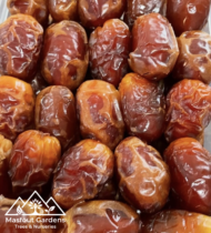 ⁦نبتة المزروعي⁩ - الصورة ⁦12⁩