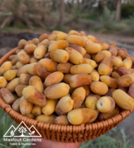 ⁦حلاوي⁩ - الصورة ⁦7⁩