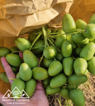 روبي - Image 2