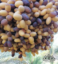 بريم - Image 3