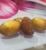 بريم - Image 4