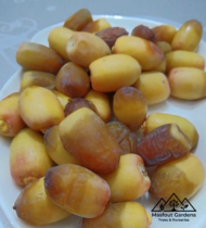 بريم - Image 9