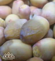 بريم - Image 10