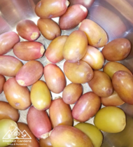 ⁦رحمة⁩ - الصورة ⁦4⁩