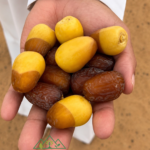 نبتة الشيخ خليفة