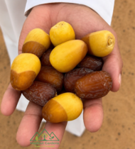 نبتة الشيخ خليفة