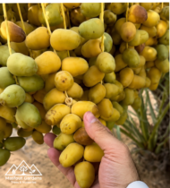 ⁦نبتة الشيخ خليفة⁩ - الصورة ⁦3⁩