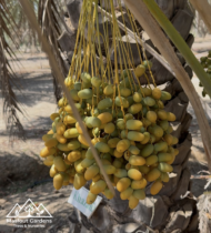 ⁦الخزعلية⁩ - الصورة ⁦2⁩