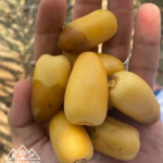 الخزعلية