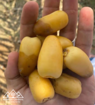 الخزعلية
