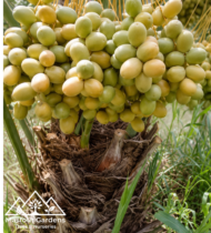 ⁦سلطانة⁩ - الصورة ⁦4⁩