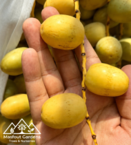 ⁦هلالي صيني⁩ - الصورة ⁦2⁩