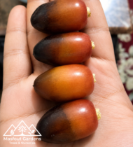 ⁦فرض أبيض⁩ - الصورة ⁦5⁩
