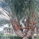 تبرزل