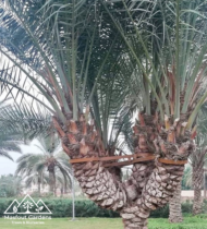 تبرزل