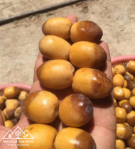 ⁦تبرزل⁩ - الصورة ⁦2⁩
