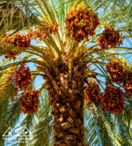 ⁦سكري أحمر⁩ - الصورة ⁦7⁩