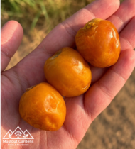⁦نبتة سيف⁩ - الصورة ⁦2⁩