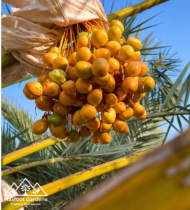 ⁦نبتة سيف⁩ - الصورة ⁦3⁩