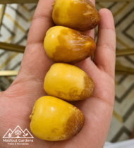 ⁦نبتة سيف⁩ - الصورة ⁦5⁩