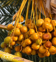 ⁦نبتة سيف⁩ - الصورة ⁦6⁩