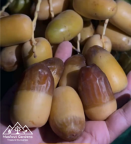 الماسة