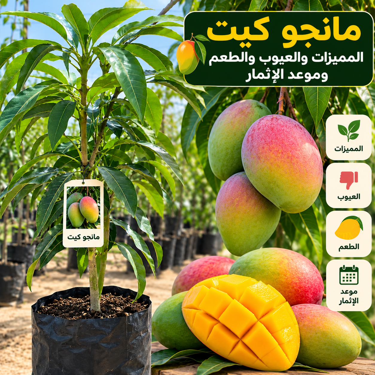 مانجو كيت: المميزات والعيوب والطعم وموعد الإثمار