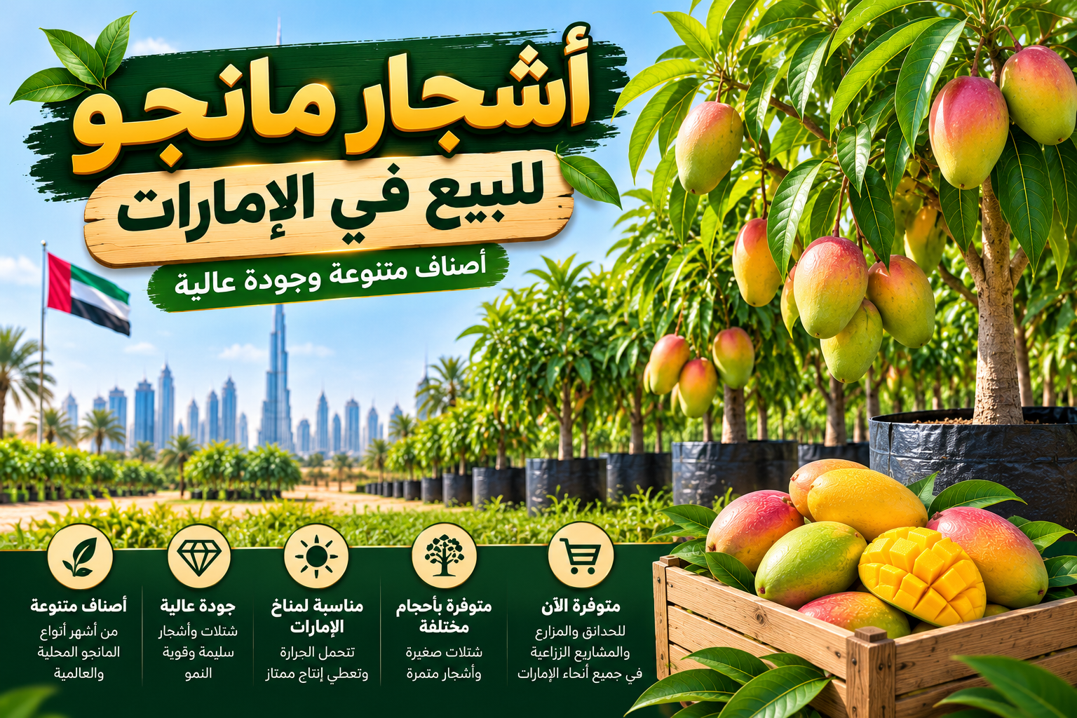 أشجار مانجو للبيع في الإمارات