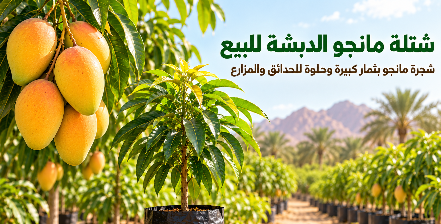 شتلة مانجو الدبشة للبيع