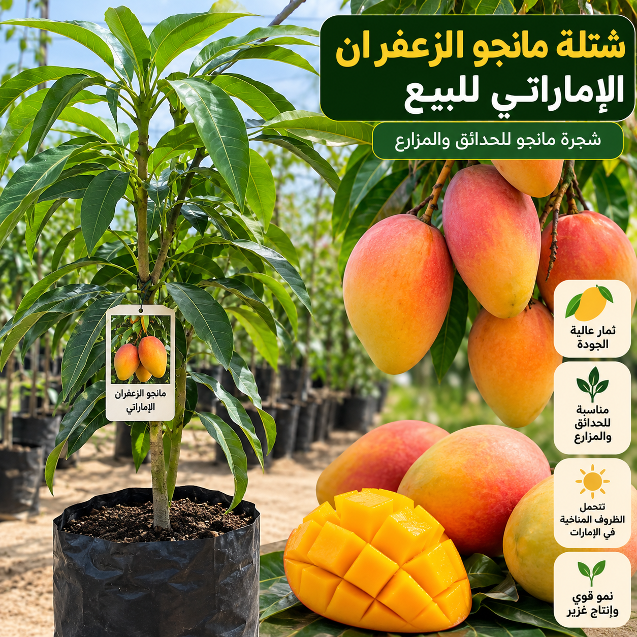 شتلة مانجو سندري للبيع