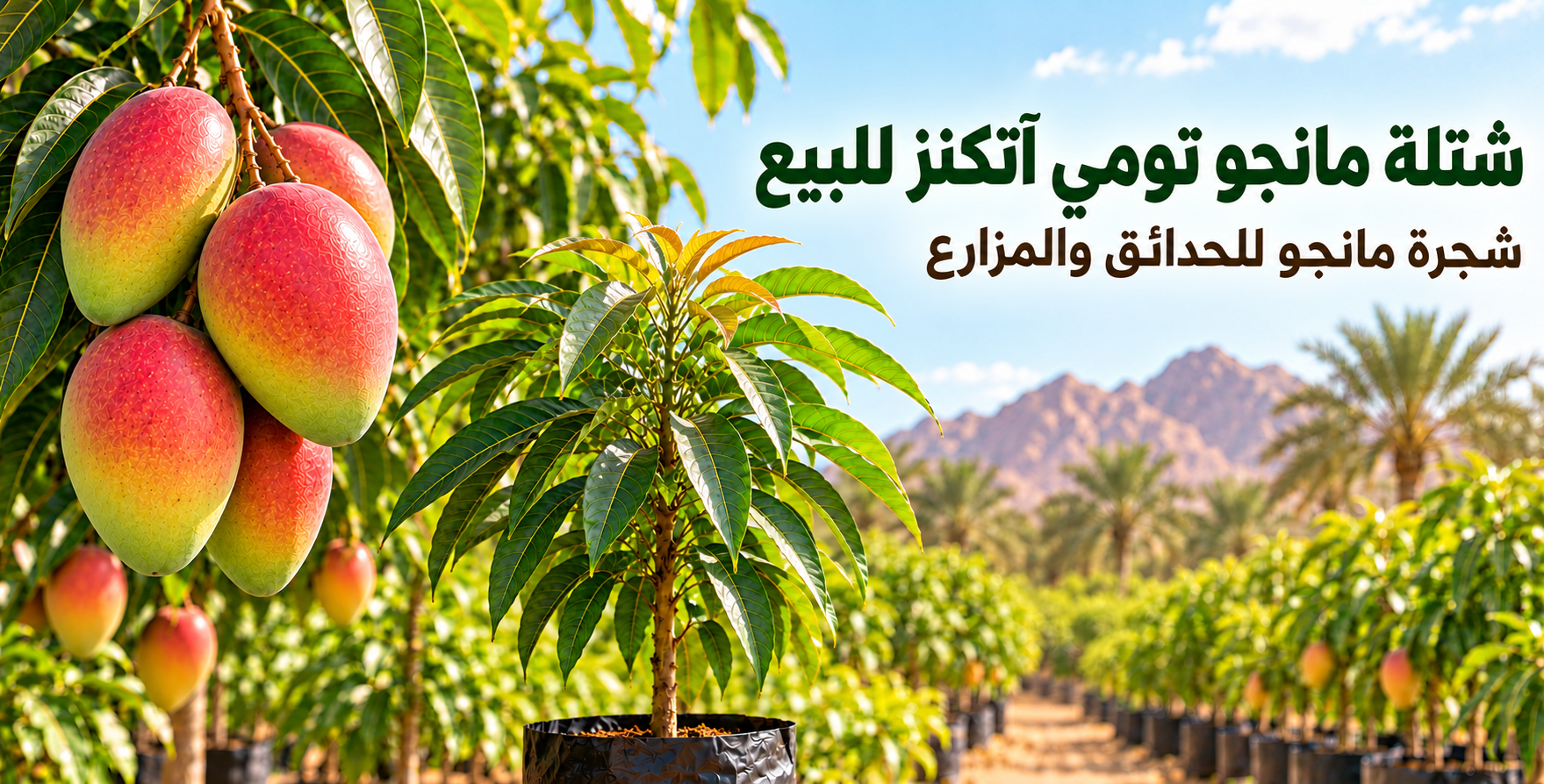 شتلة مانجو تومي آتكنز للبيع