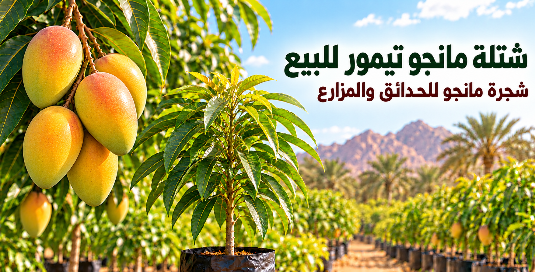 شتلة مانجو الزعفران الإماراتي للبيع