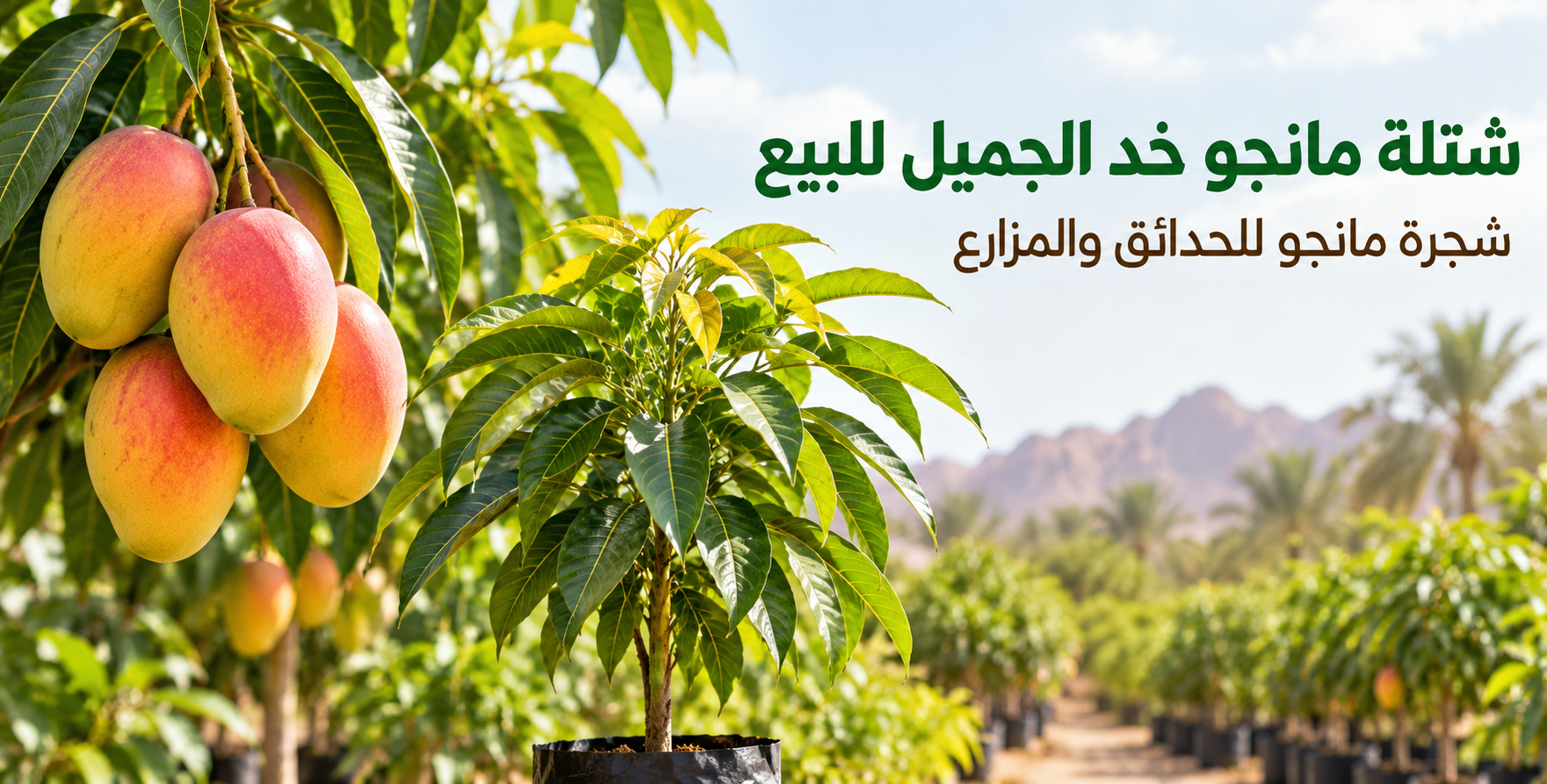شتلة مانجو خد الجميل للبيع – شجرة مانجو للحدائق والمزارع