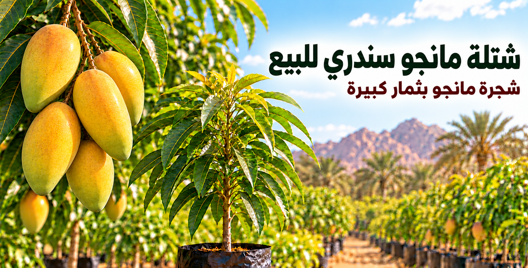 شتلة مانجو الغزال الكيني للبيع
