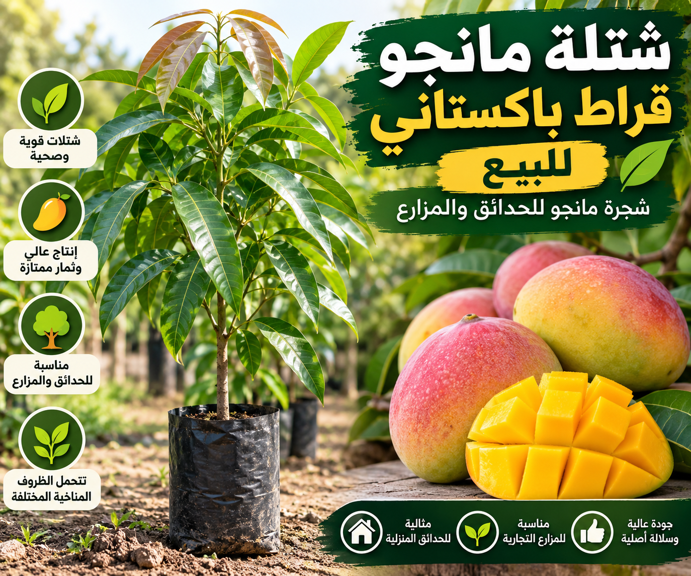 شتلة مانجو قراط سوداني للبيع