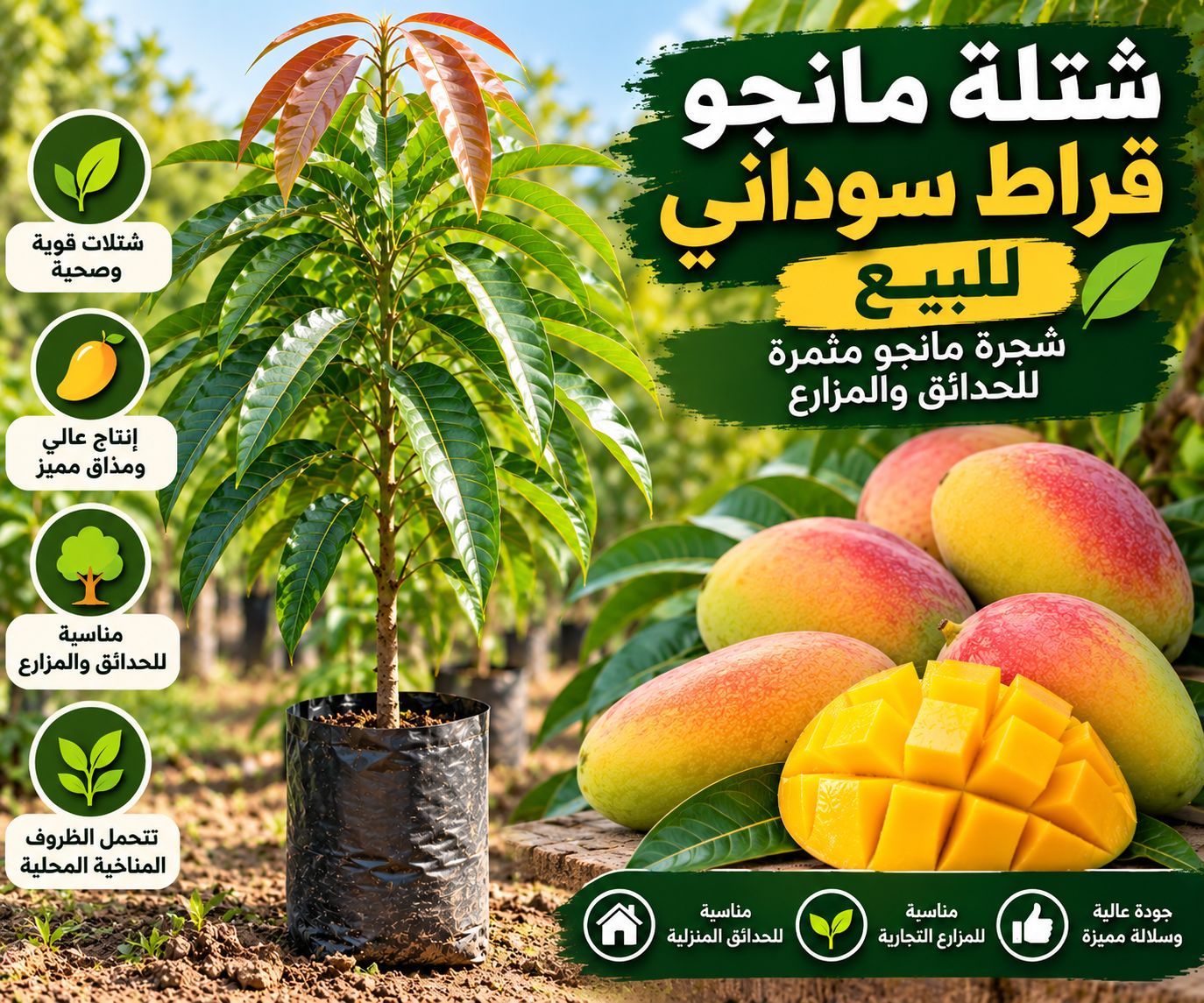 شتلة مانجو قراط سوداني للبيع