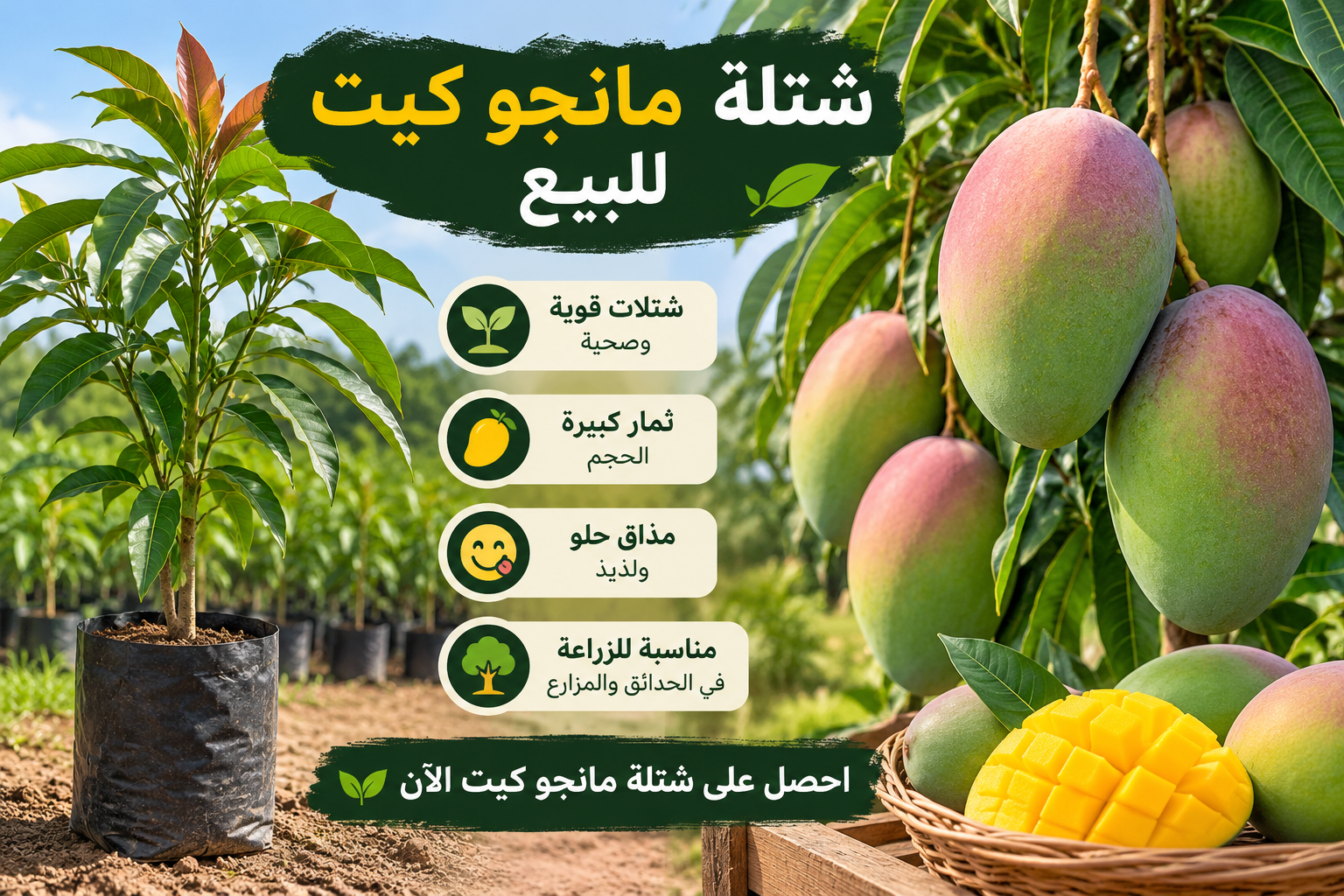 شتلة مانجو قراط كيني للبيع