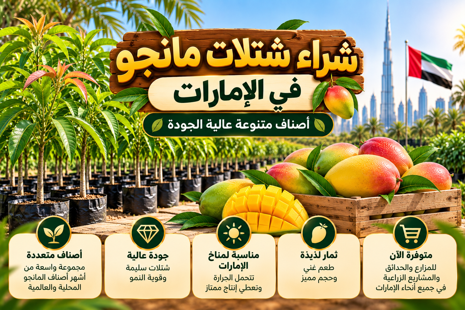 شراء شتلات مانجو في الإمارات